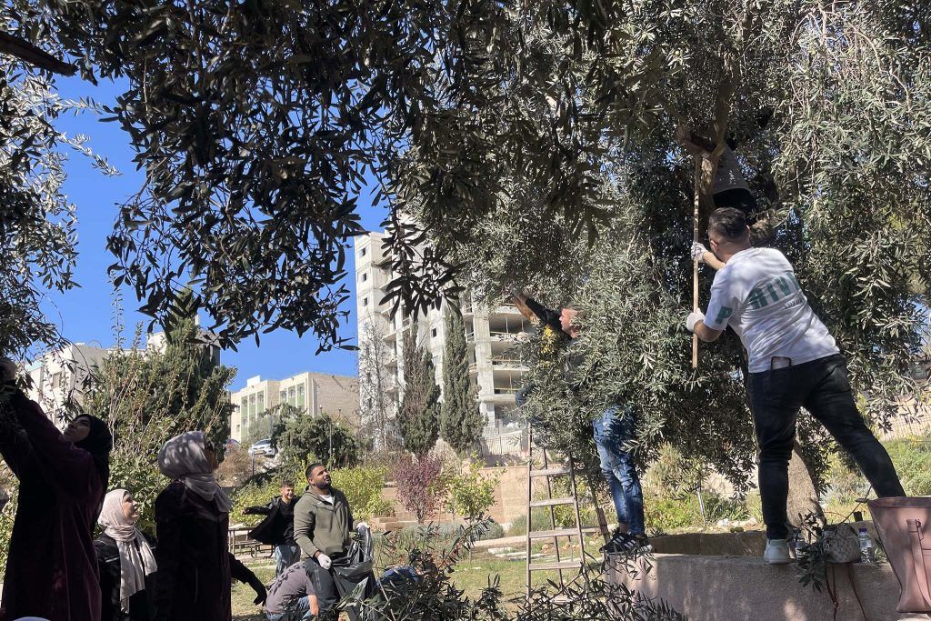 طلاب جامعة القدس في بيت حنينا في يوم تطوعي لقطف الزيتون